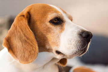 Cute beagle dog lying on a garden sofa in backyard