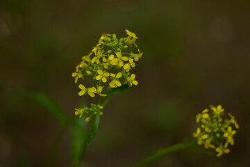 a yellow flower on a green background of foliage. copy space