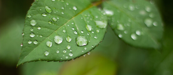 Beautiful large drop morning dew in nature, selective focus. Drops of clean transparent water on leaves.