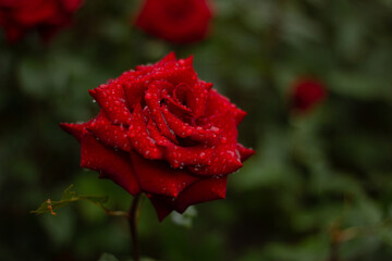 Red Rose close up with water droplets on petals. Shallow depth of field with black background.