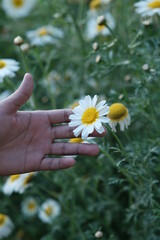 Person holding flower Common daisy