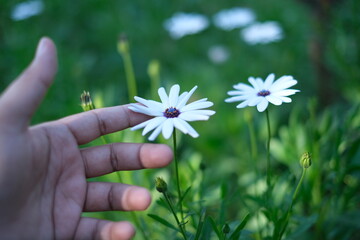 Person holding flower Common daisy