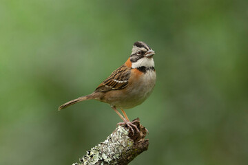 Rufous-collared Sparrow
Copeton
Zonotricha capensis