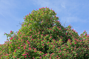 Fototapeta na wymiar A red horse chestnut tree (Aesculus x carnea) in bloom in the south of England