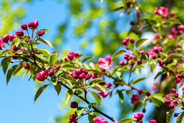  Flowering branches of the decorative apple tree malus ola on the background of the blue sky close-up. A spring tree blooms with pink petals in a garden or park