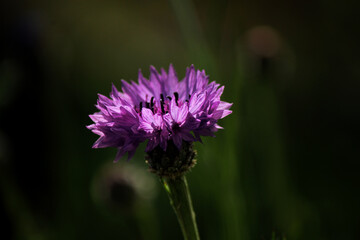 thistle flower
