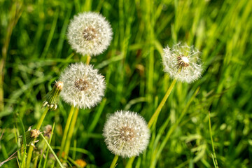 Dandelions in a field.Taraxacum officinale Dandelion with seed dispersal in a field.