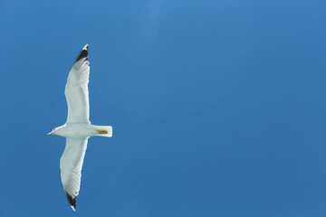 Istanbul Islands, island landscapes, seagulls, cargo ships and sailboats in the sea, black-winged seagulls soaring from the sky, Adalar Istanbul Turkey