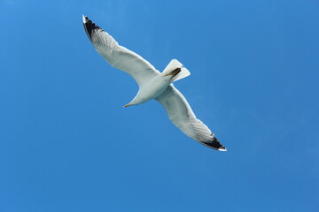 Istanbul Islands, island landscapes, seagulls, cargo ships and sailboats in the sea, black-winged seagulls soaring from the sky, Adalar Istanbul Turkey