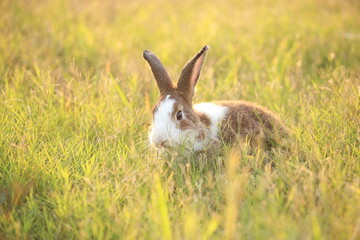 Obraz premium Rabbit in green field and farm way. Lovely and lively bunny in nature with happiness. Hare in the forest. Young cute bunny playing in the garden with grass and small flower in dreamy golden light.