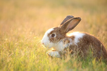 Rabbit in green field and farm way. Lovely and lively bunny in nature with happiness. Hare in the forest. Young cute bunny playing in the garden with grass and small flower in dreamy golden light.