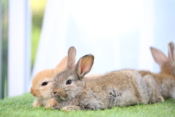 Cute little rabbit on green grass with natural bokeh as background during spring. Young adorable bunny playing in garden. Lovrely pet at park