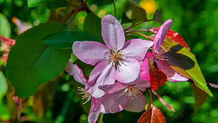 Inflorescences of an ornamental fruit tree called Jabłoń Nadobna, often planted in the city of Białystok in Podlasie, Poland.