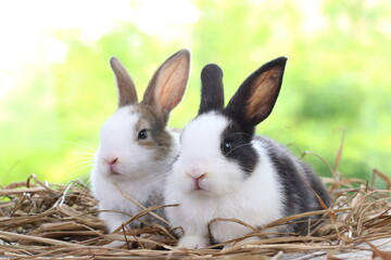 Cute little rabbit on green grass with natural bokeh as background during spring. Young adorable...