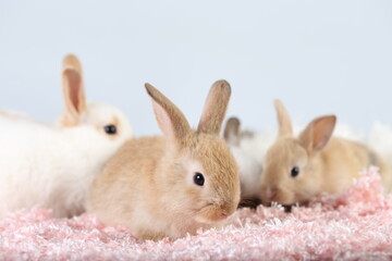 Obraz premium Cute little rabbit on green grass with natural bokeh as background during spring. Young adorable bunny playing on fluffy pink cloth as baby bunnly pet in studio.