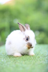 Cute little rabbit on green grass with natural bokeh as background during spring. Young adorable bunny playing in garden. Lovrely pet at park