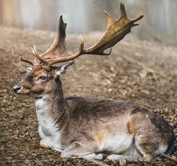 Naklejka na ściany i meble Close up of beautiful red deer lying somewhere in the foggy forest. Portrait of a deer with big horns in the countryside during fog.