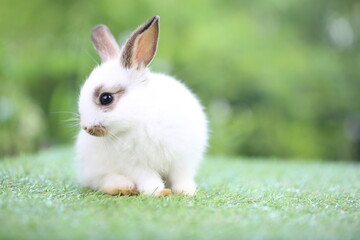 Cute little rabbit on green grass with natural bokeh as background during spring. Young adorable bunny playing in garden. Lovrely pet at park