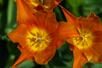 Close-up of Orange Lily-Flowered Tulips
