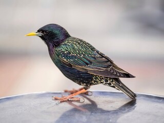 Starling 