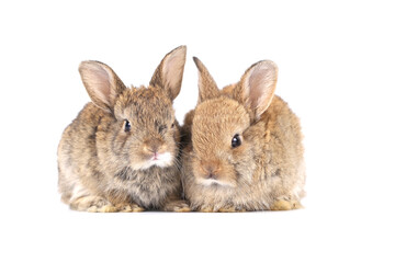Little adorable rabbit on white background. Young cute bunny in many action and color. Lovely pet with fluffy hair. Three litle young baby rabbit brown in action. Fur pet with long ear isolated.