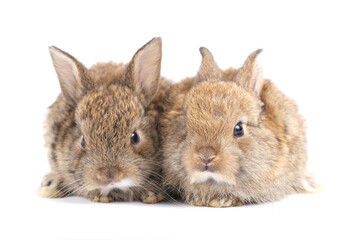 Obraz premium Little adorable rabbit on white background. Young cute bunny in many action and color. Lovely pet with fluffy hair. Three litle young baby rabbit brown in action. Fur pet with long ear isolated.