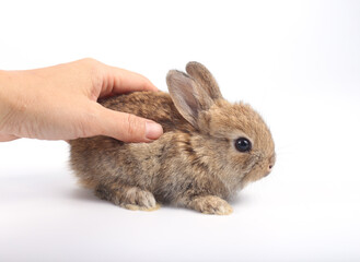 Little adorable rabbit on white background. Young cute bunny in many action and color. Lovely pet with fluffy hair. Fur pet with long ear isolated with human hand with care.