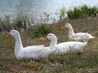 ducks on the lake