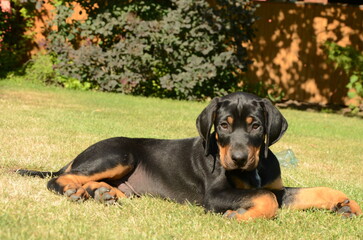 Catahoula leopard dog puppy