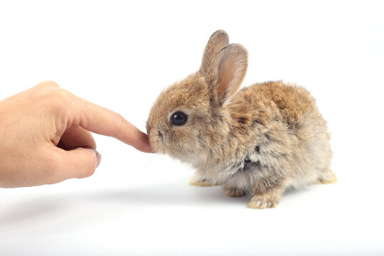 Little adorable rabbit on white background. Young cute bunny in many action and color. Lovely pet with fluffy hair. Fur pet with long ear isolated with human hand with care.
