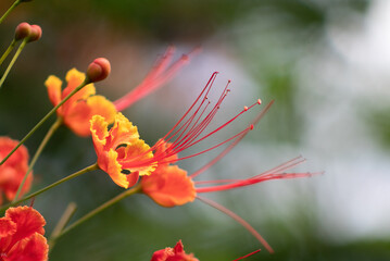 multicolored wildflower
