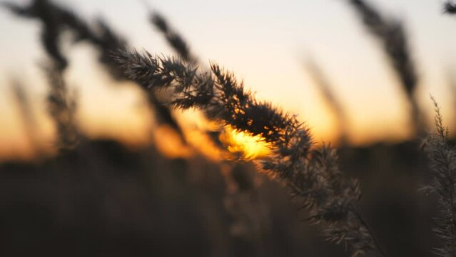Detail view on stalk of pampas grass at sunset time. High stem swaying on light wind at uncultivated meadow. Tranquil natural scene at evening. Beautiful blurred background. Close up