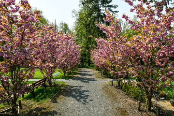 Blühende Bäume auf einem schönen Friedhof