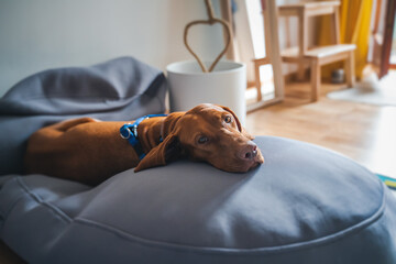 Beautiful purebred dog Hungarian Short-haired pointer lying on a couch pear in the house with sad emotion looking at the camera