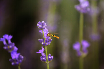 bee on lavender flower