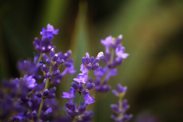 flowers lavender in the garden