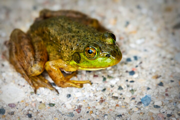 A green frog sits on the pavement of a garden patio.