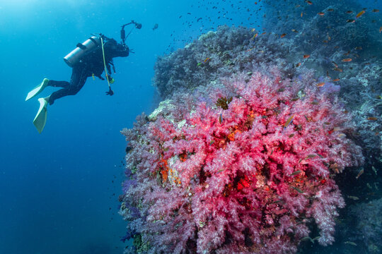 Pink soft coral and scuba diver holding camera at Richelieu Rock dive site, North andaman. Exotic underwater landscape in Thailand