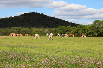 Grand-Est - Champagne-Ardennes - Troupeau de vaches dans un champ