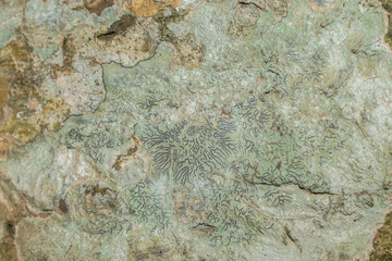 abstract lichen texture background