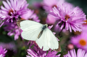 A white butterfly perches on a pink flower and spreads its wings and enjoys its nectar.