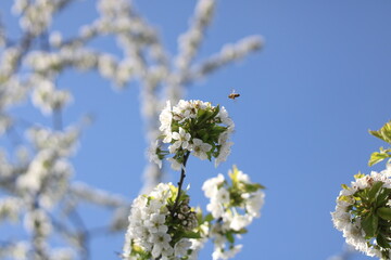 blossoming tree in spring