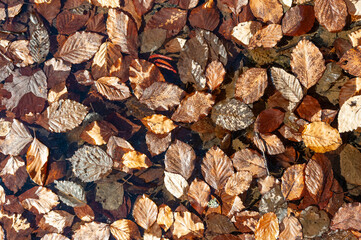 A rug from last year's fallen autumn leaves was taken after the snow melted.