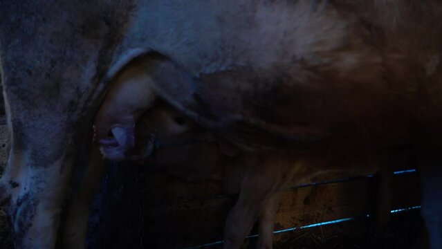 simental and charolais calves fed with mother's milk.