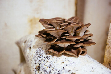 Oyster mushroom cultivation growing in farm on oil cake substrate