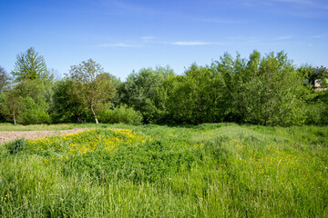 Obraz premium forest glade with birches, meadow flowers outside the village