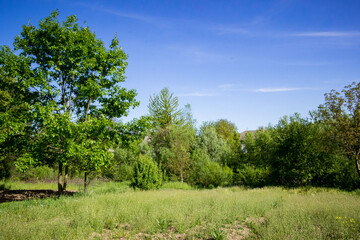 Fototapeta premium forest glade with birches, meadow flowers outside the village