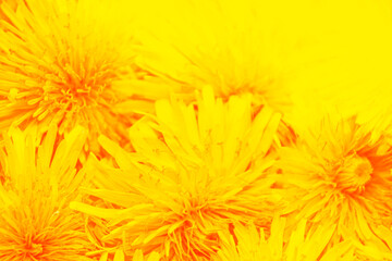Bright colorful spring background of yellow dandelion flowers.