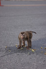 Wild monkeys are lounging and eating on the ground. in Khao Yai National Park, Thailand