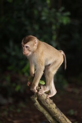 Wild monkeys are lounging and eating on the ground. in Khao Yai National Park, Thailand